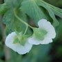 Sweet peas in bloom, in the Children's Garden.