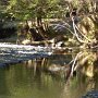 Stream at Westminster Woods.