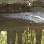 Stream reflection, Westminster Woods.