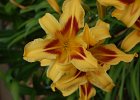 DayLily