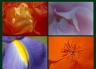 FlowerCollage