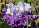 GlisteningIcicleIris
