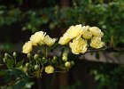 LadyBanksRose