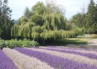 Lavendar