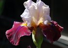 LilacWineIris