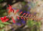 Montbretia
