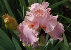 OvationIris