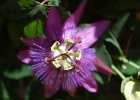 PassionVine