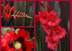 RedComposite