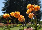 RosegardenScene