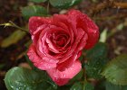 SmokyRose