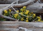TahoeWildflowers