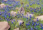 Wildflowers