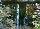 DSC 0180  Tall redwoods are reflected in a stream pool.  Due to the drought, the stream was very low and mostly consisted of small pools here and there.
