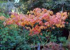 DSC 0190  Fall colors near the main office.