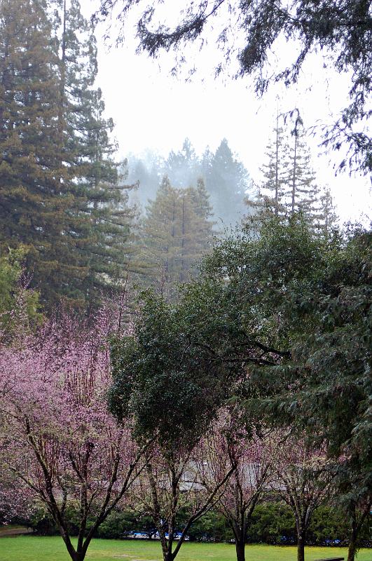 78.jpg - Early on a mist-filled morning.