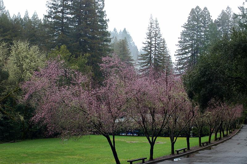82.jpg - Another view of Westminster Woods' flowering trees.