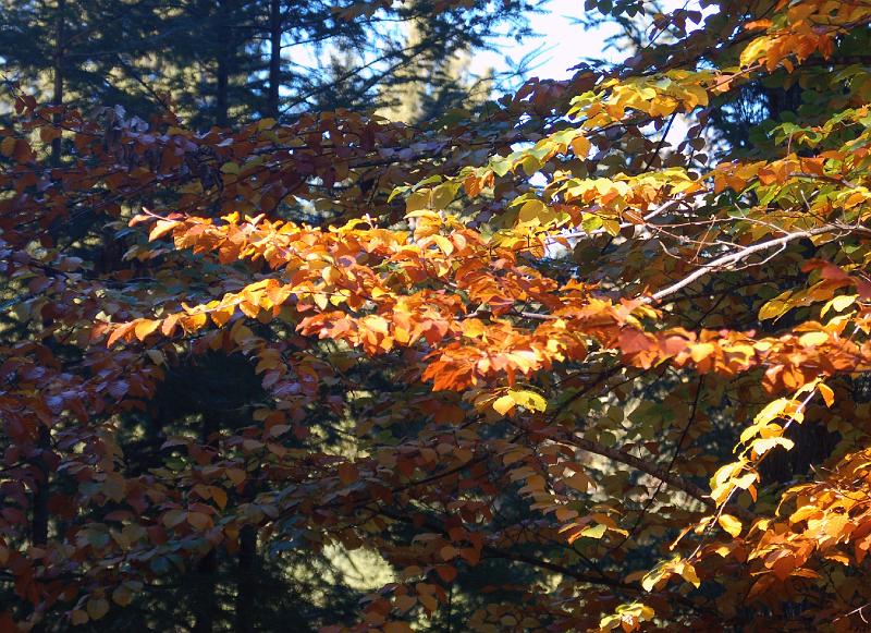 DSC_0015.JPG - Late fall color greets Stone Church men at Westminster Woods, where they performed volunteer light construction work November 7  9, 2008.