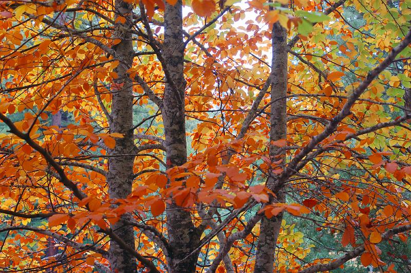 DSC_0029.JPG - Splendid fall color at Westminster Woods.