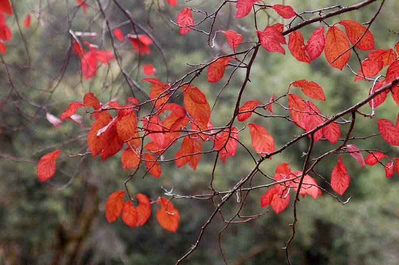 DSC_0037.JPG - Fall color at Westminster Woods.