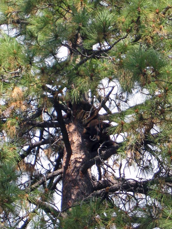 117_1763.jpg - Two bears in a tree, waiting for dark to get to the garbage!