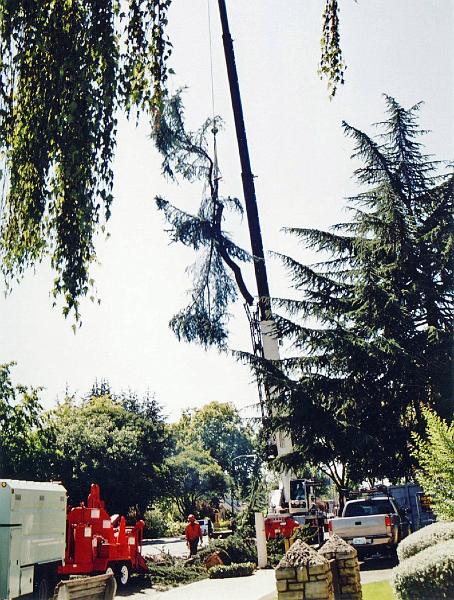 302.jpg - The large Cedar tree at the front of Lincoln House needed to be removed, as it had grown too large for its location.