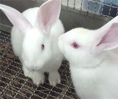 rabbit